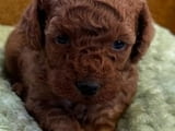 Two female and one male dwarf, dark apricot poodles