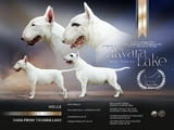 Standard Bull Terrier