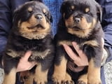 Мъжки кученца ротвайлер