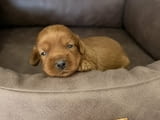Cockapoo червени кученца