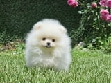 Померан BOO мечета кученца Померански шпиц